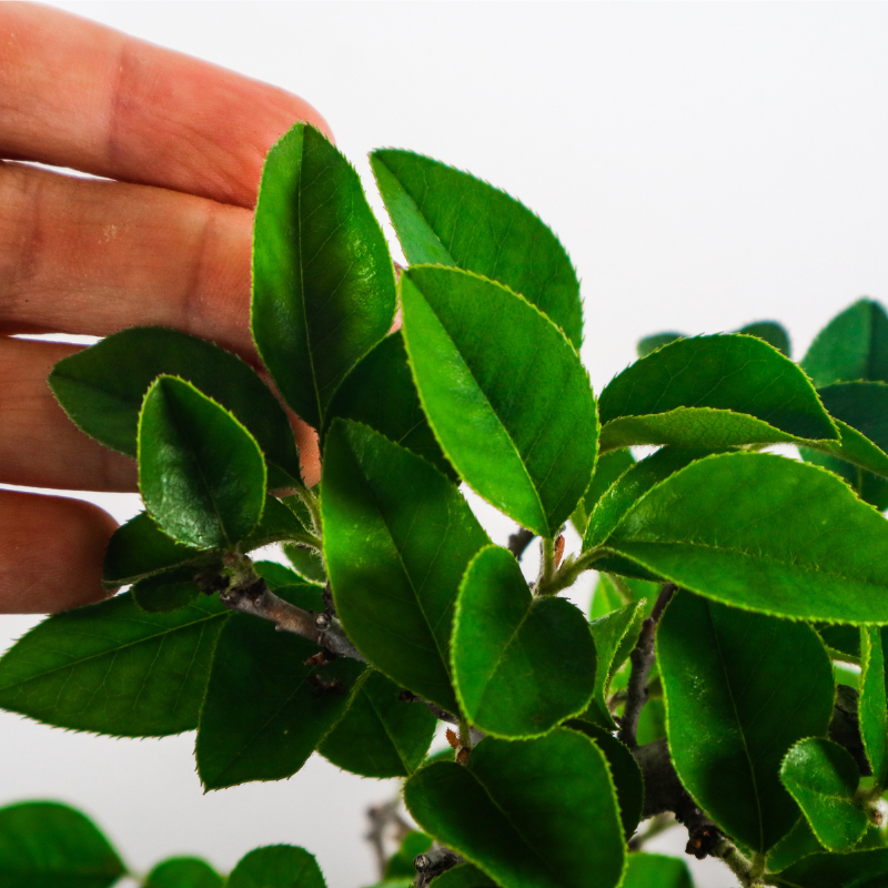 Quince Bonsai 木瓜盆栽