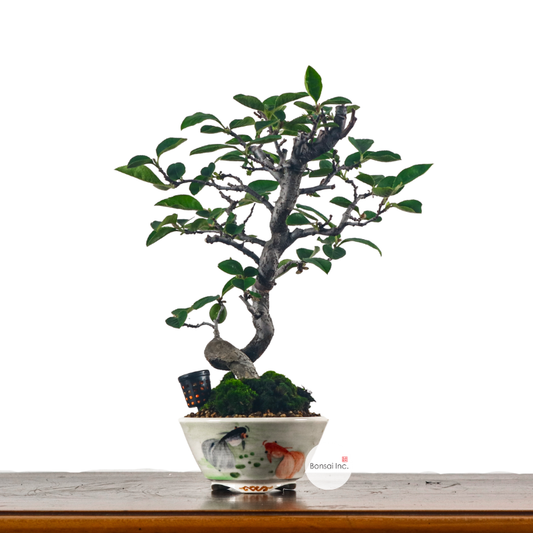 Chinese Quince Bonsai in Hand Painted Pot 木瓜盆栽