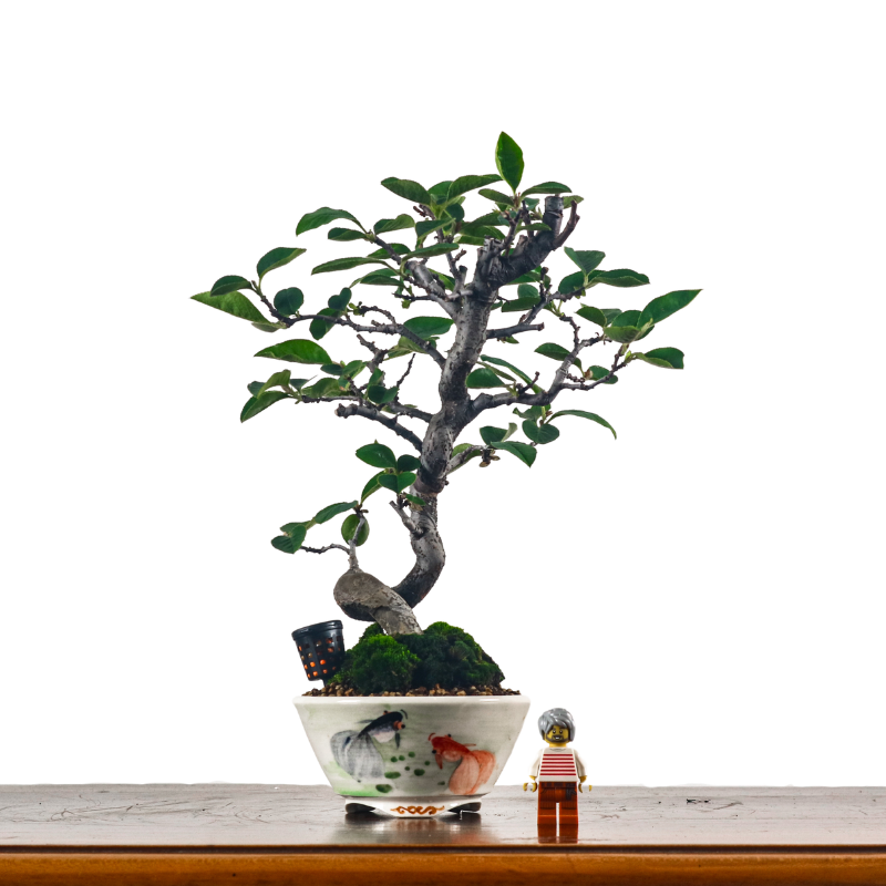 Quince Bonsai in Hand Painted Pot 木瓜盆栽
