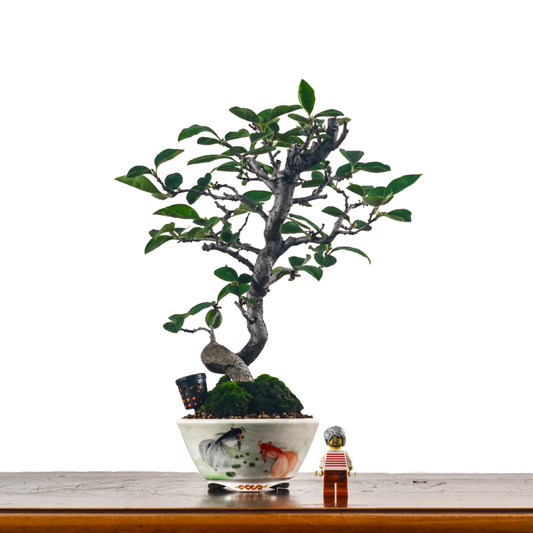 Other Japanese bonsai – bonsai-inc