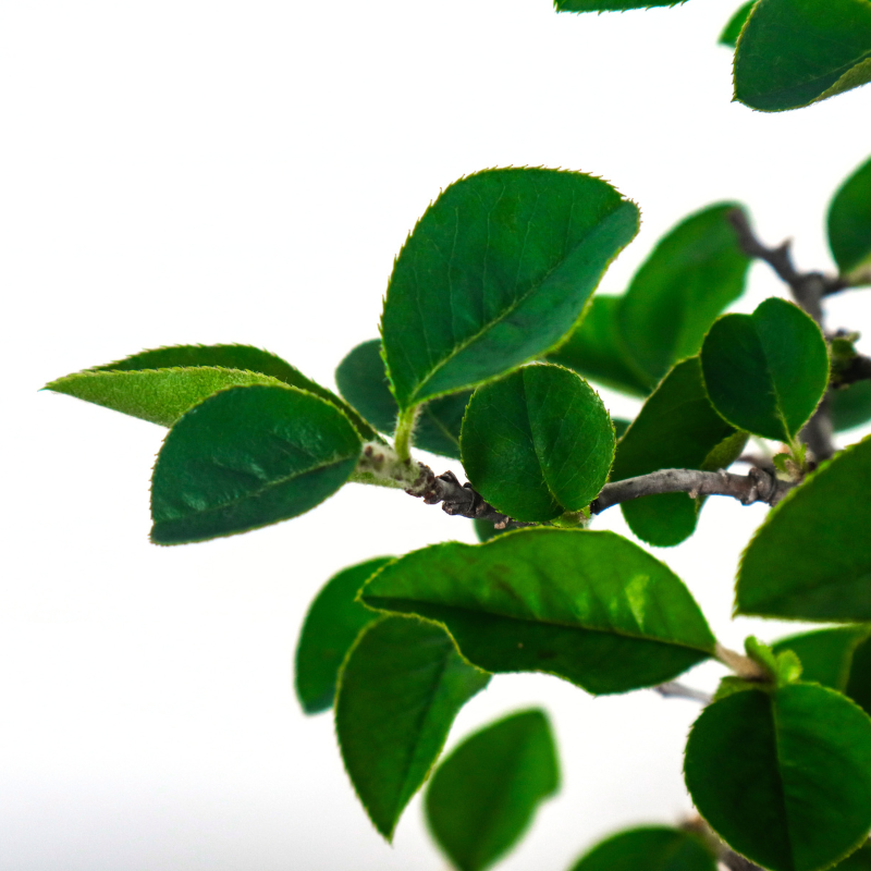 Quince Bonsai in Hand Painted Pot 木瓜盆栽