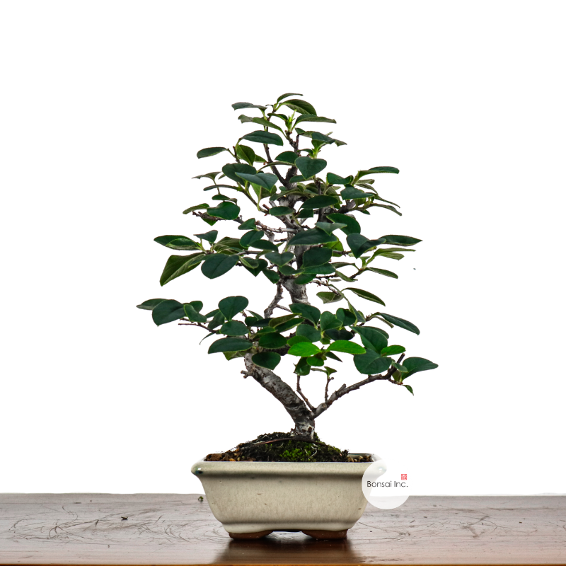 Japanese Bonsai