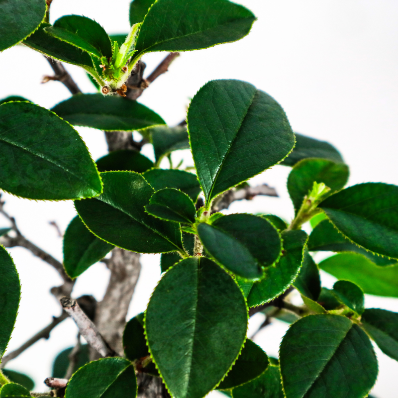 Chinese Quince Bonsai 木瓜盆栽