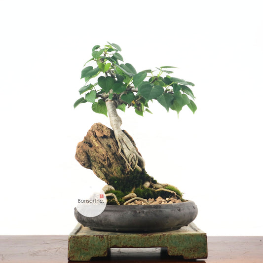 Sea Hibiscus Bonsai 台湾黄谨
