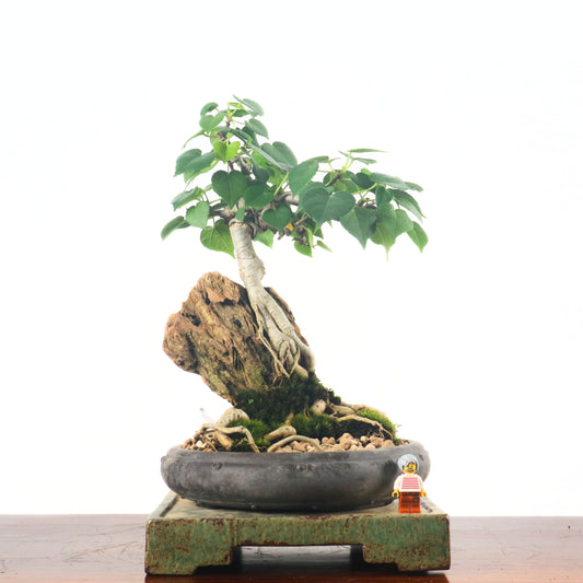 Sea Hibiscus Bonsai 台湾黄谨