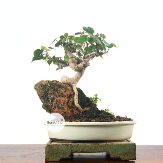 Sea Hibiscus Bonsai 台湾黄谨