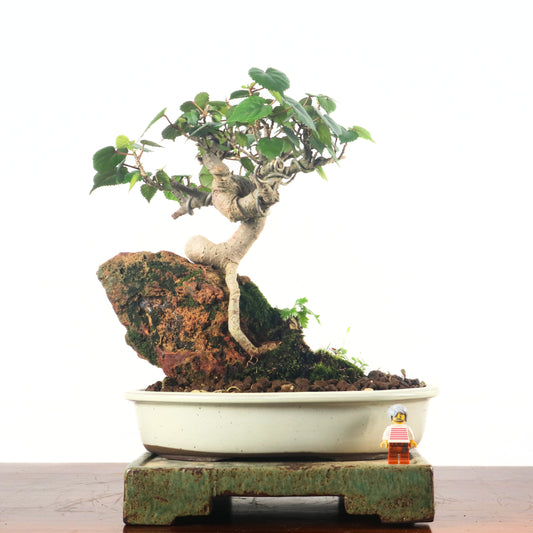Sea Hibiscus Bonsai 台湾黄谨