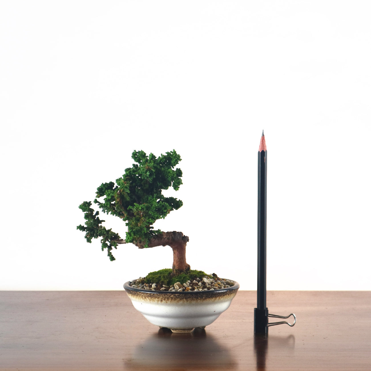 Japanese Sekka Hinoki Bonsai 日本石化桧