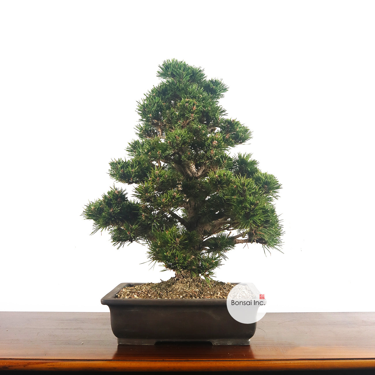 Japanese Senjumaru Black Pine 日本千寿丸黑松