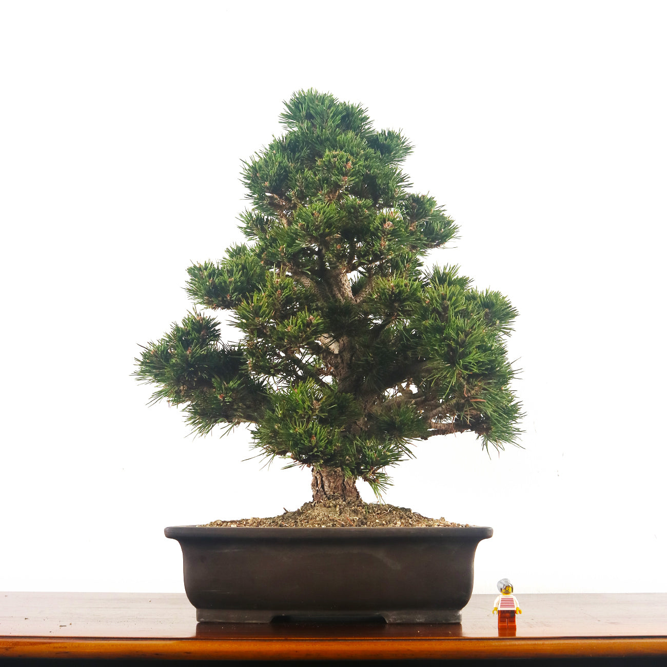 Japanese Senjumaru Black Pine 日本千寿丸黑松