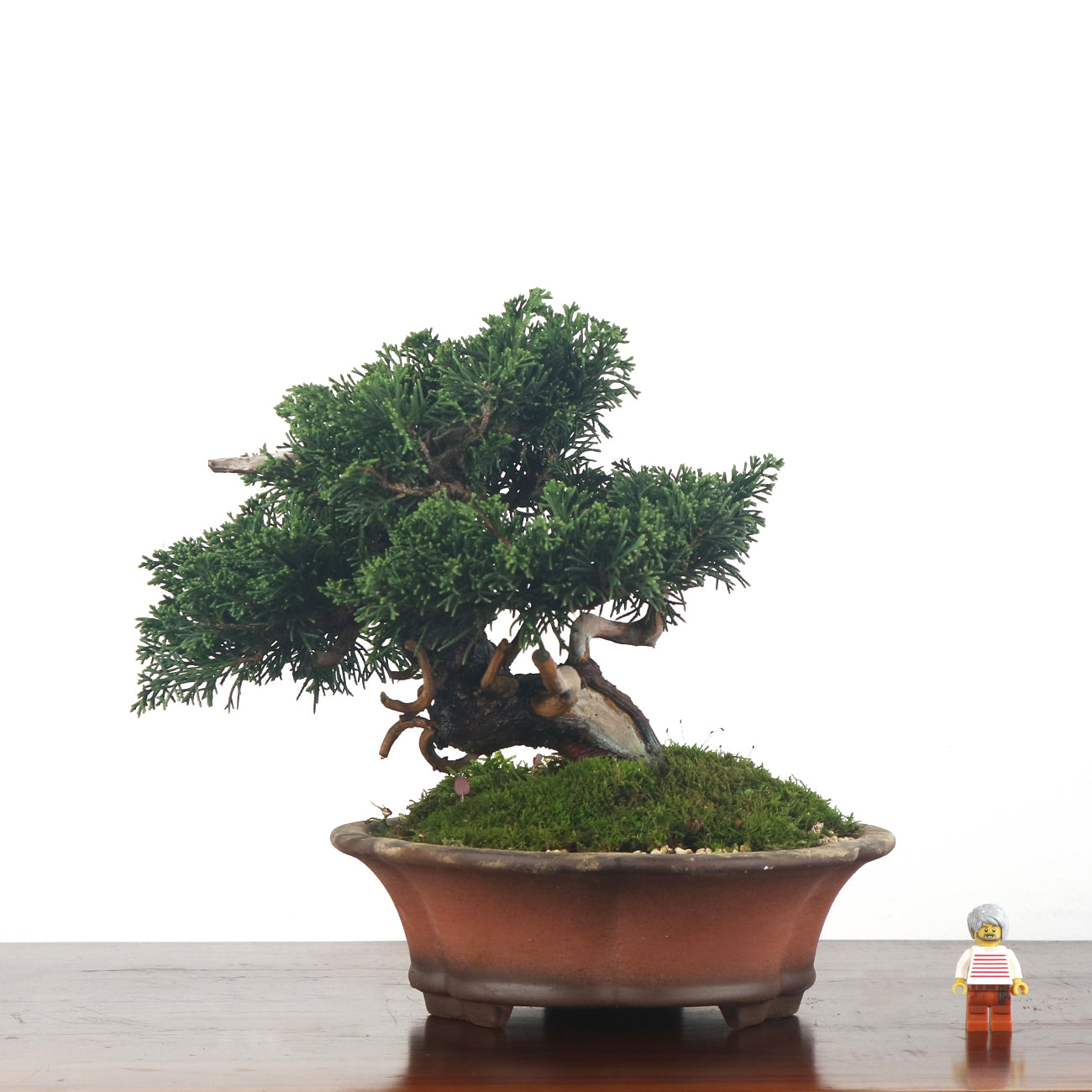 Shohin (Medium) Bonsai – bonsai-inc