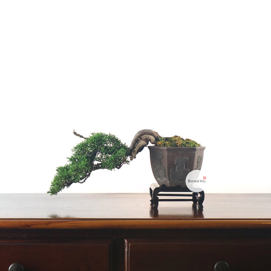 Japanese Juniper Shimpaku Bonsai 日本真柏