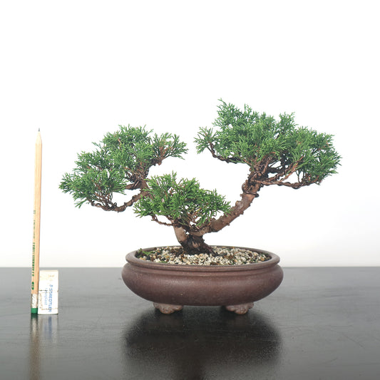 Japanese Juniper Shimpaku Bonsai 日本真柏