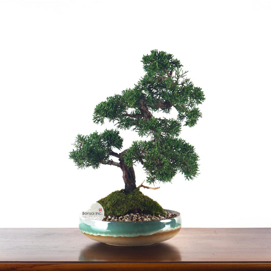 Japanese Juniper Shimpaku Bonsai 日本真柏
