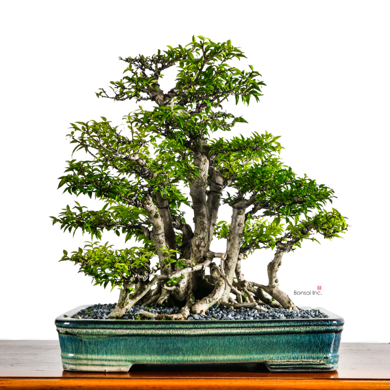 Water Jasmine Shuimei Bonsai 水梅