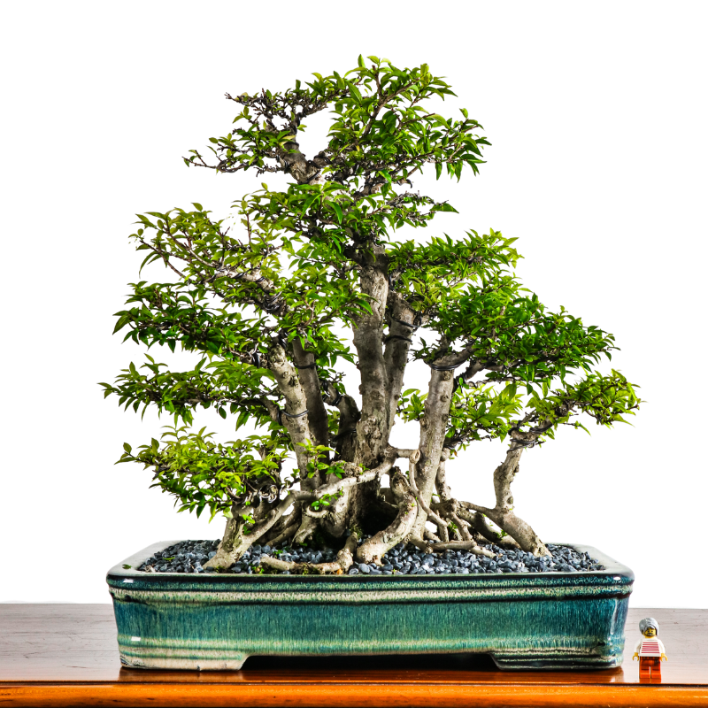 Water Jasmine Shuimei Bonsai 水梅