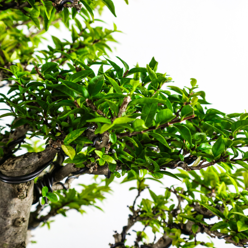 Water Jasmine Shuimei Bonsai 水梅