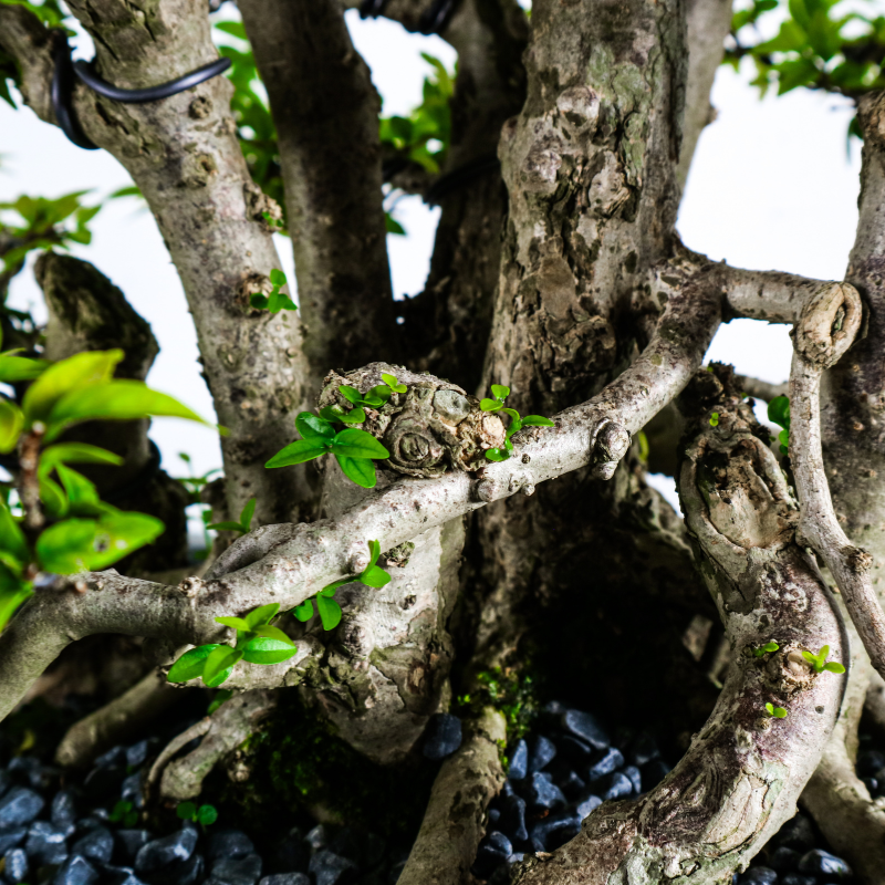 Water Jasmine Shuimei Bonsai 水梅
