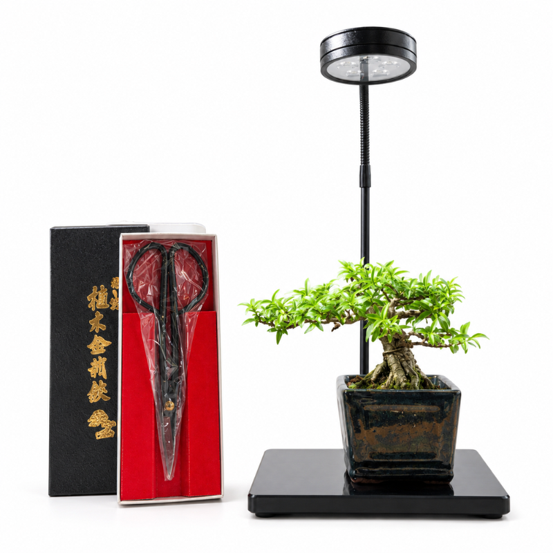 Easy Care Bonsai Gift Set