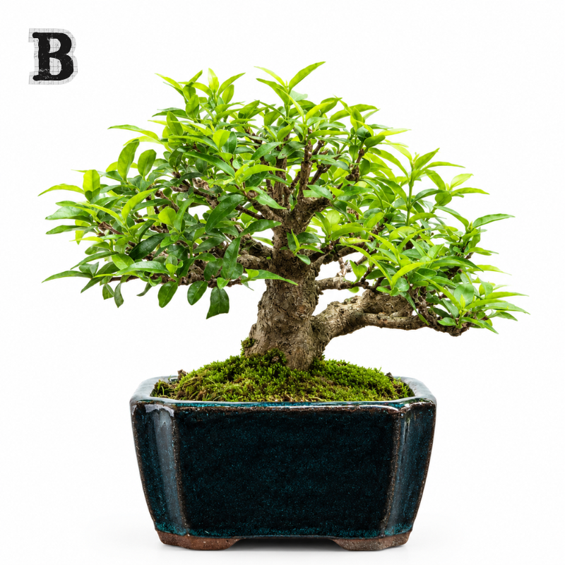 Easy Care Bonsai Gift Set