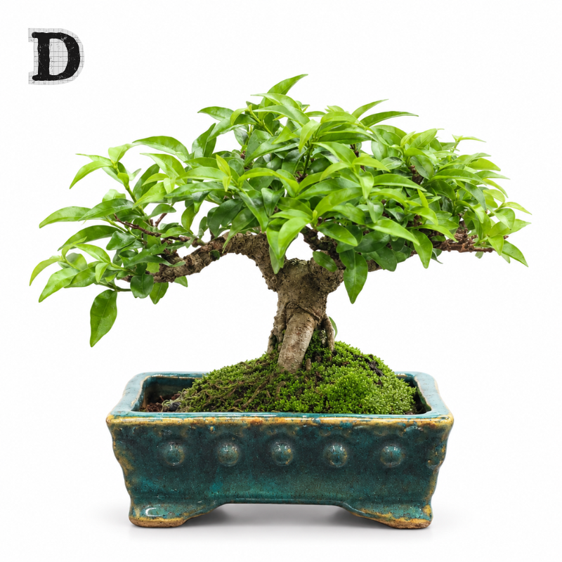Easy Care Bonsai Gift Set