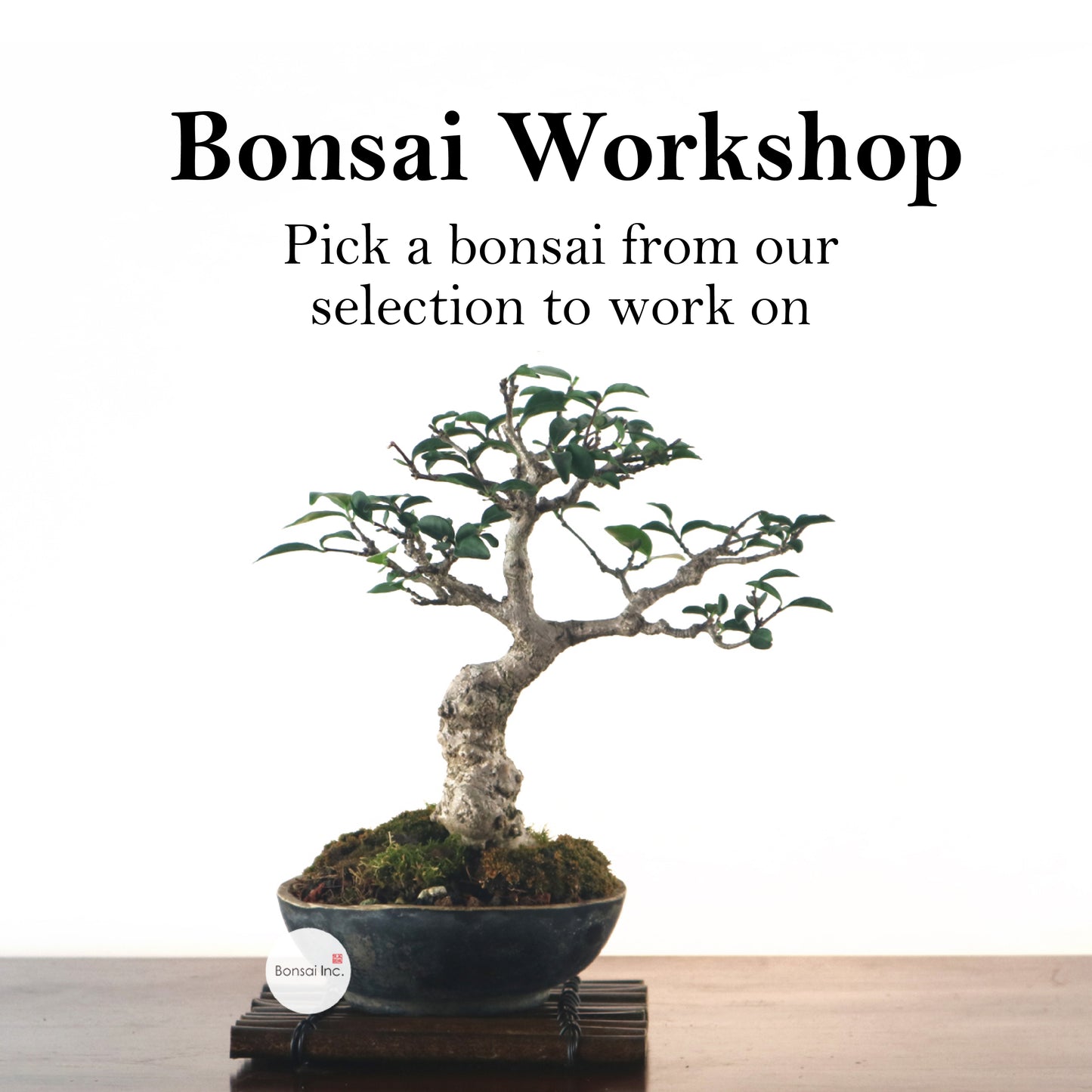 Bonsai Workshop