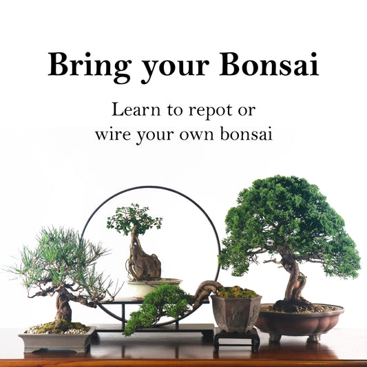 Bring your Bonsai Workshop