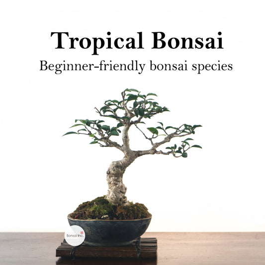 Tropical Bonsai Workshop