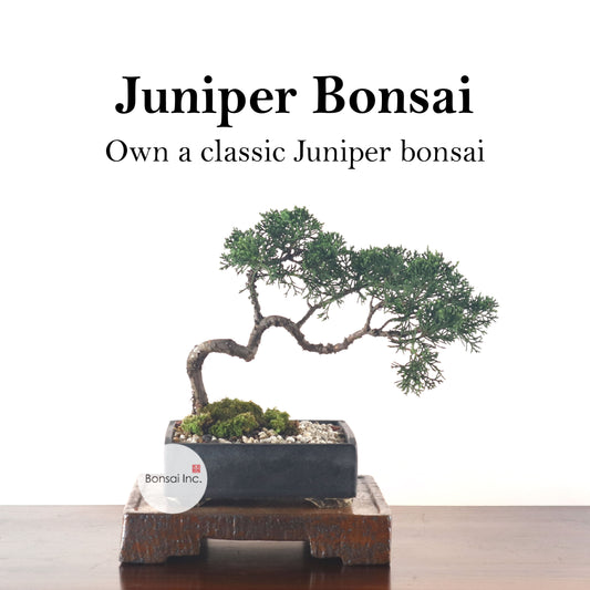 Juniper Bonsai Workshop