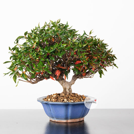 Japanese Chirimen Hokidachi Bonsai 日本縮緬葛盆栽