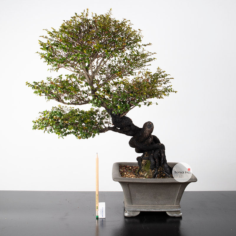 Tropical Bonsai – Page 2 – bonsai-inc