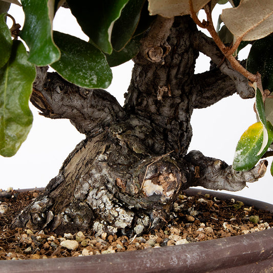 Japanese Old Silverberry with thick trunk Bonsai 寒茱萸