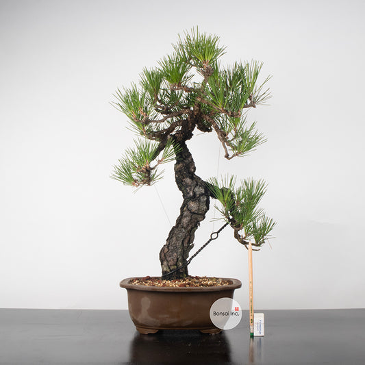 Japanese Black Pine Kuromatsu Bonsai  日本黑松