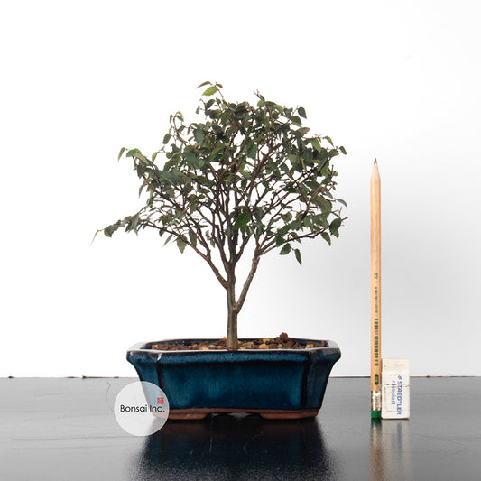 Beech Bonsai - Taiwan Origin Specie