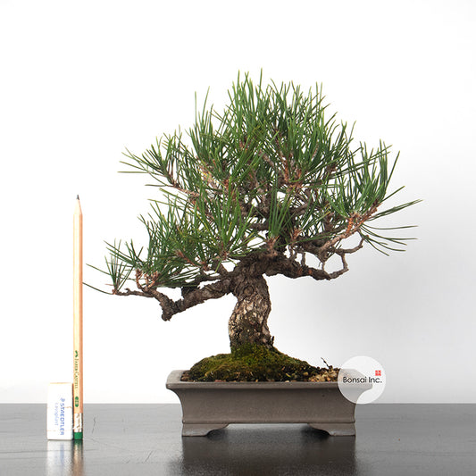 Japanese Black Pine- Kuromatsu Bonsai 日本黑松
