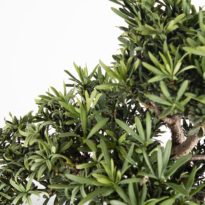 Taiwanese Buddhist Pine Moyogi Bonsai (Rare small variant leaves) 台湾罗汉松