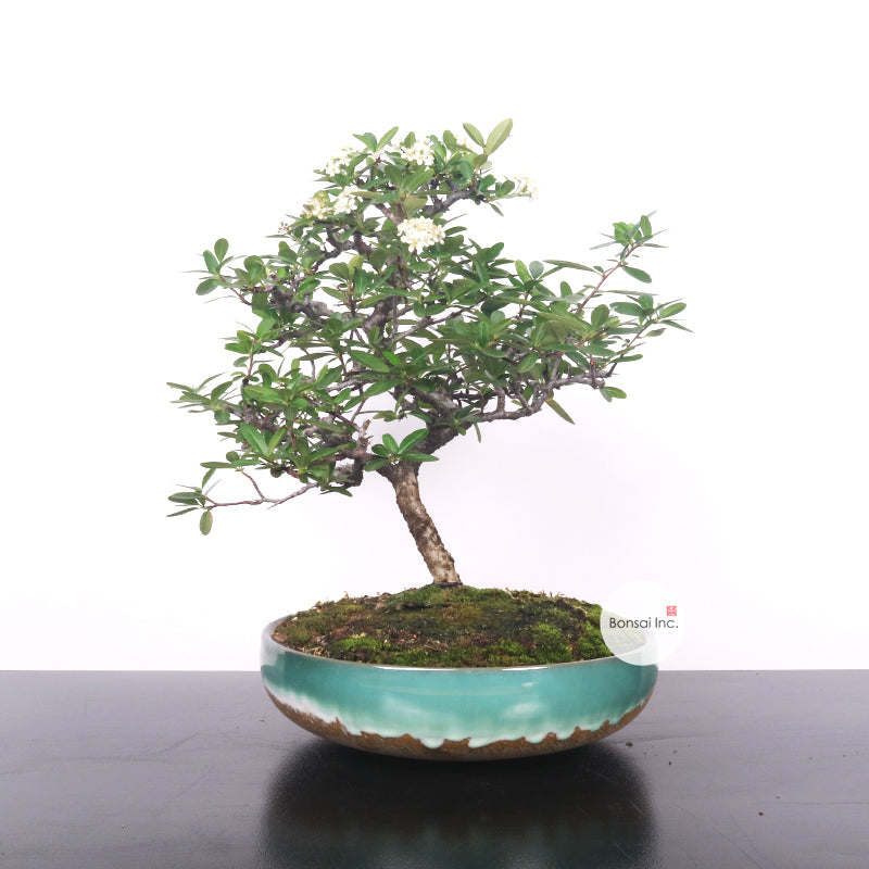 Japanese Firethorn Bonsai 火棘属 – bonsai-inc