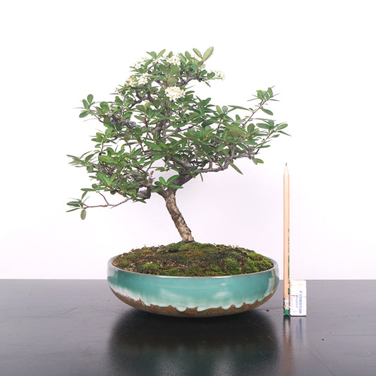 Ciseaux japonais à bonsaï Ikenobo - 16 cm