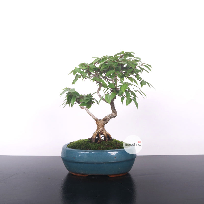 Japanese Hornbeam 岩四手