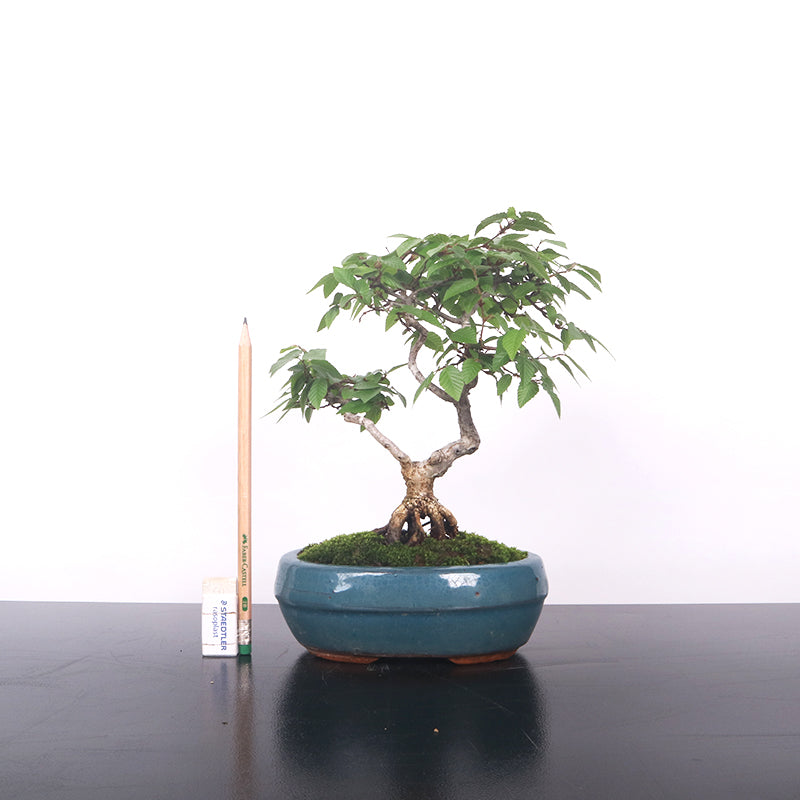 Japanese Hornbeam 岩四手