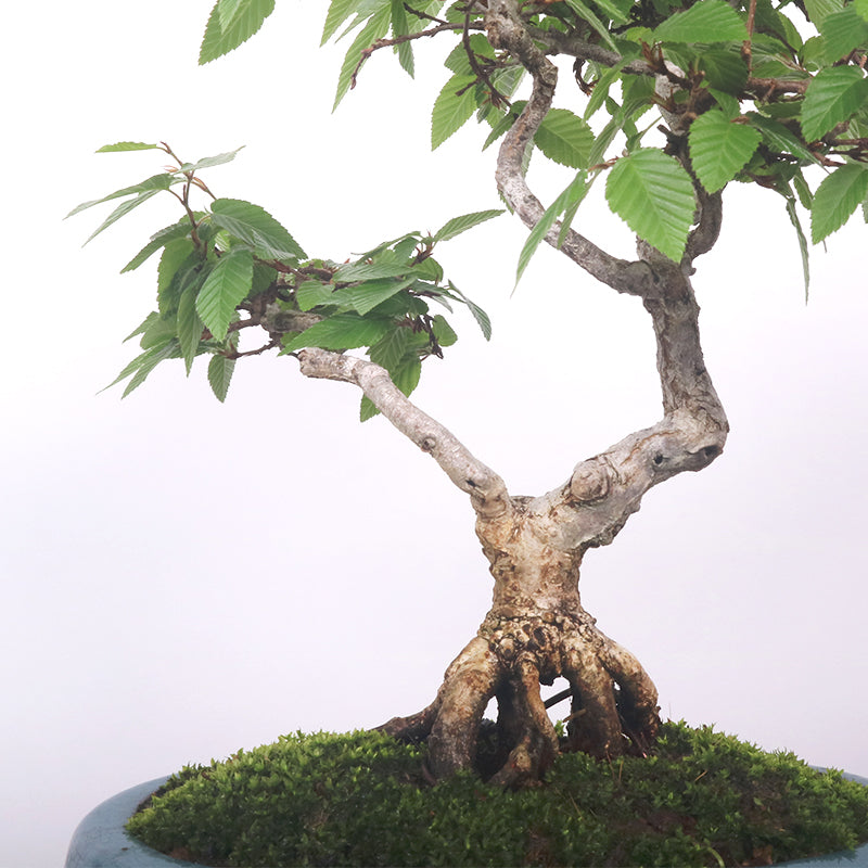 Japanese Hornbeam 岩四手