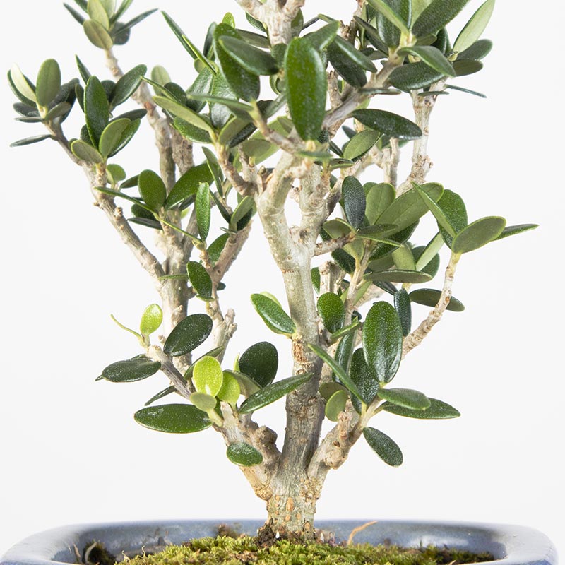 RARE Young Japanese Olive Bonsai 日本橄榄树
