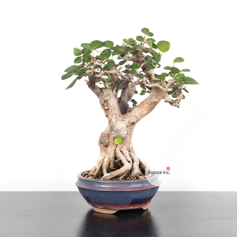 Tropical Bonsai – Page 2 – bonsai-inc