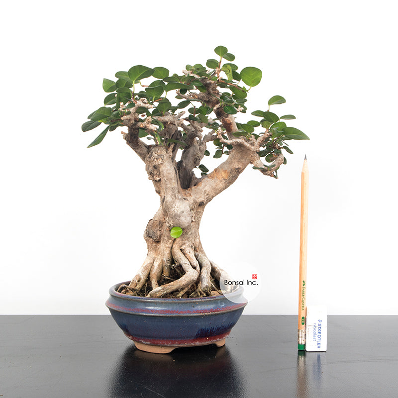 Shohin Size Ponamella Bonsai 博兰