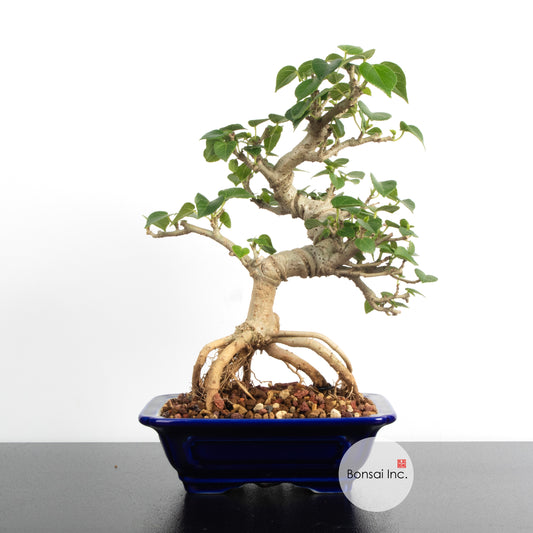 Sea Hibiscus Bonsai - Taiwan 台湾黄谨