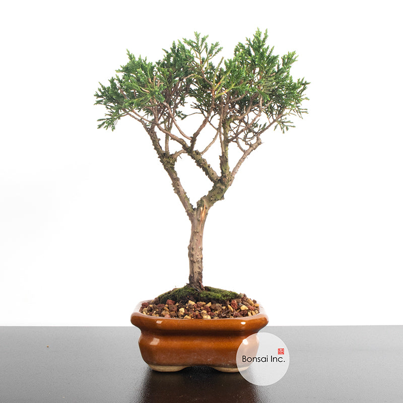 All Bonsai – Page 4 – bonsai-inc