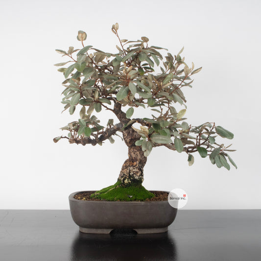Japanese Old Silverberry with thick trunk Bonsai 寒茱萸