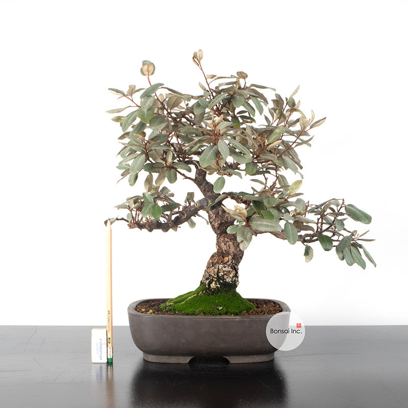 Japanese Old Silverberry with thick trunk Bonsai 寒茱萸